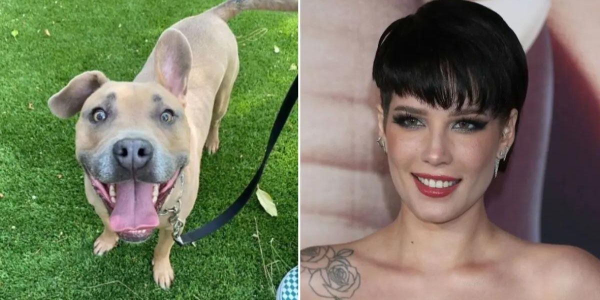 Halsey